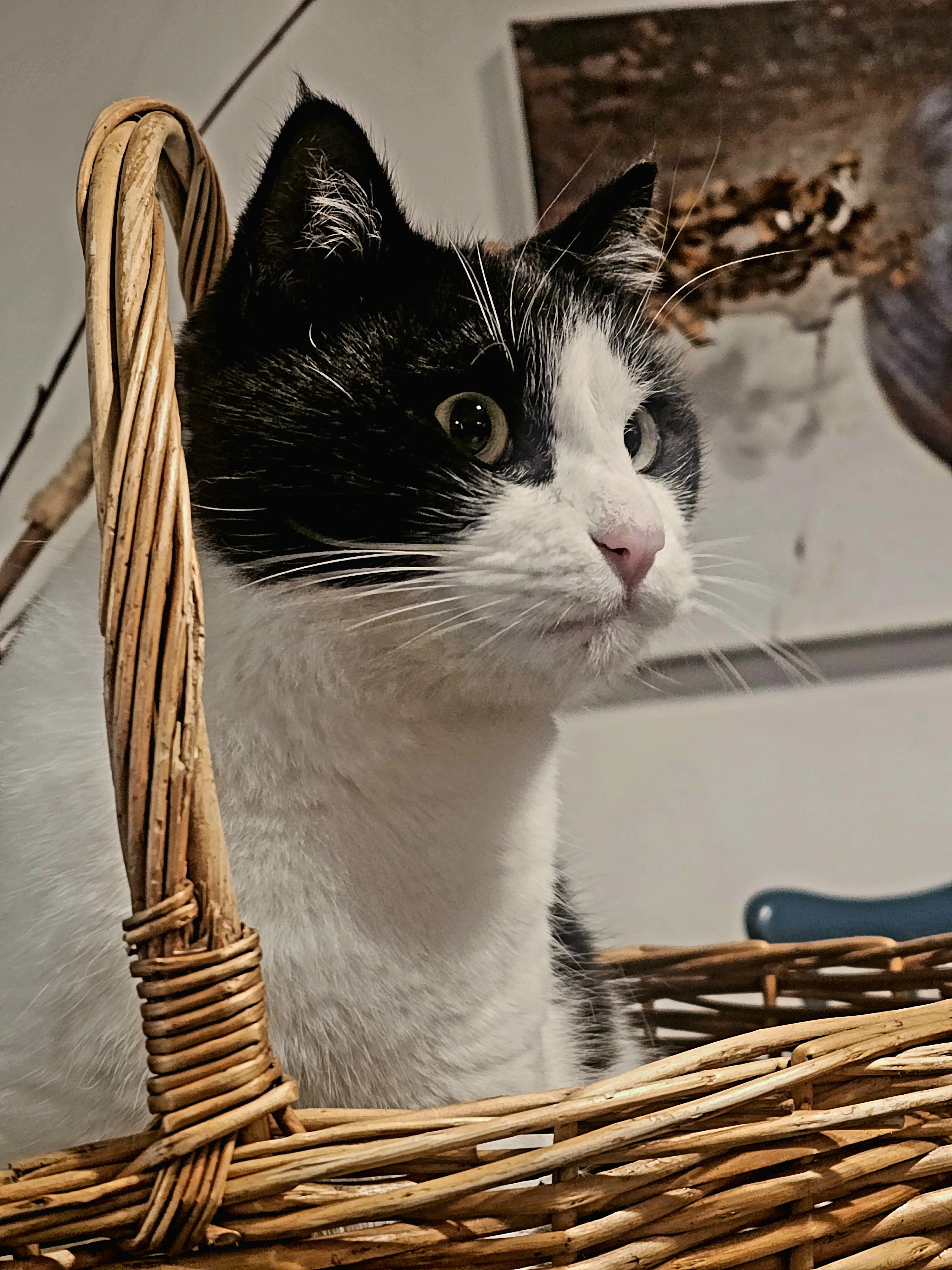 Cat in a Basket