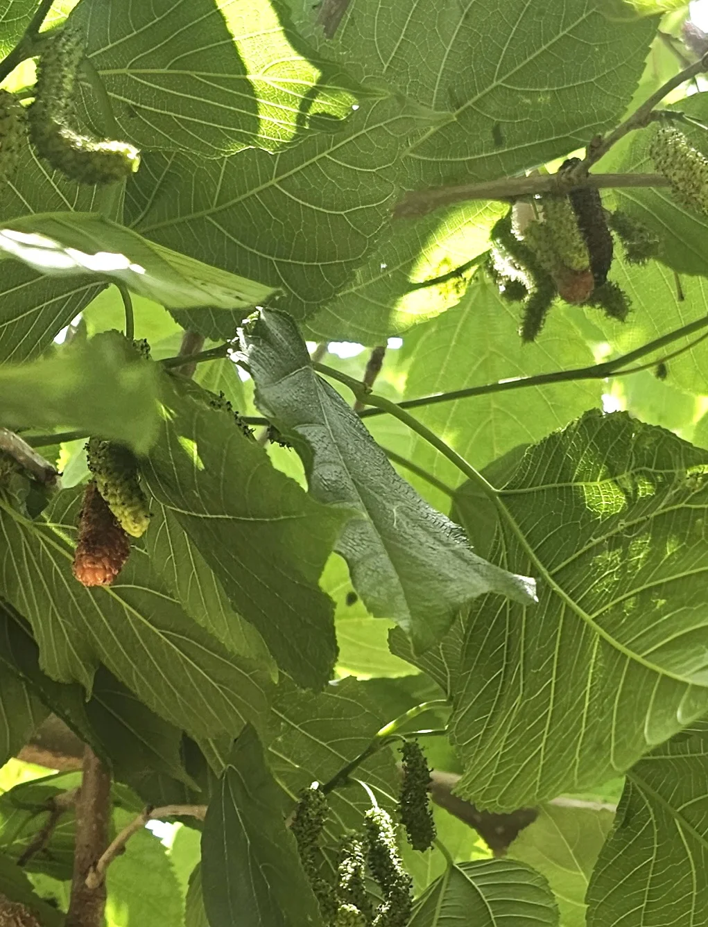 The Mulberry Tree